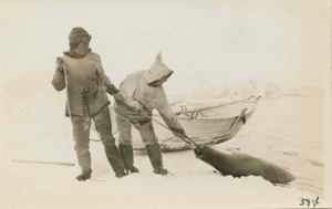 Image of Square flipper or bearded seal being pulled from the water; Abram and Nipatchee